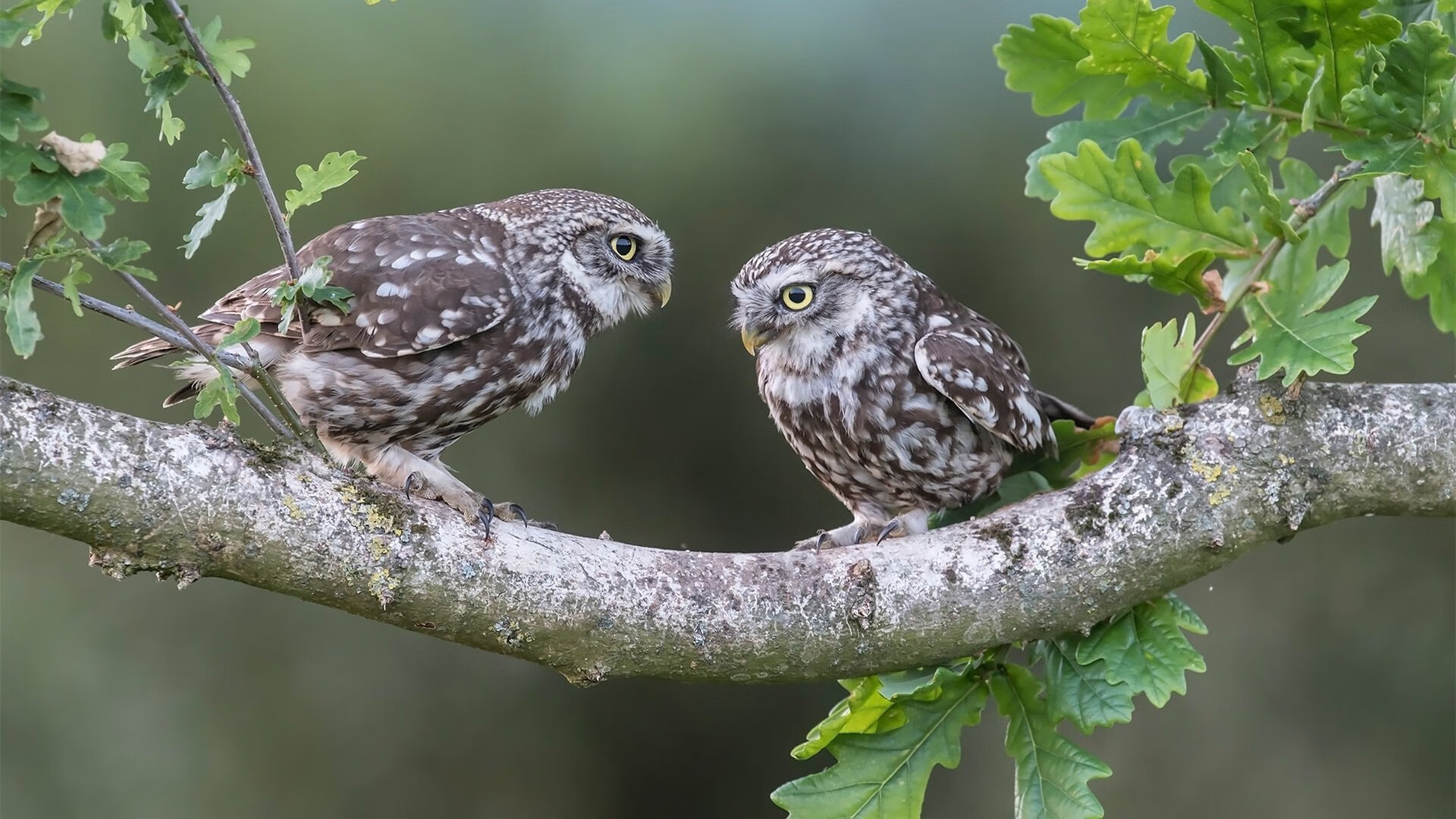 爱游戏APP-统治之夜，绿茵场上的寒流与球台前的绝对领域—现代体育中的碾压美学
