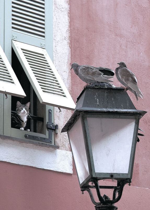 双面王冠，戴维斯杯绝境翻盘与温网神迹—德约科维奇不可复制的唯一性