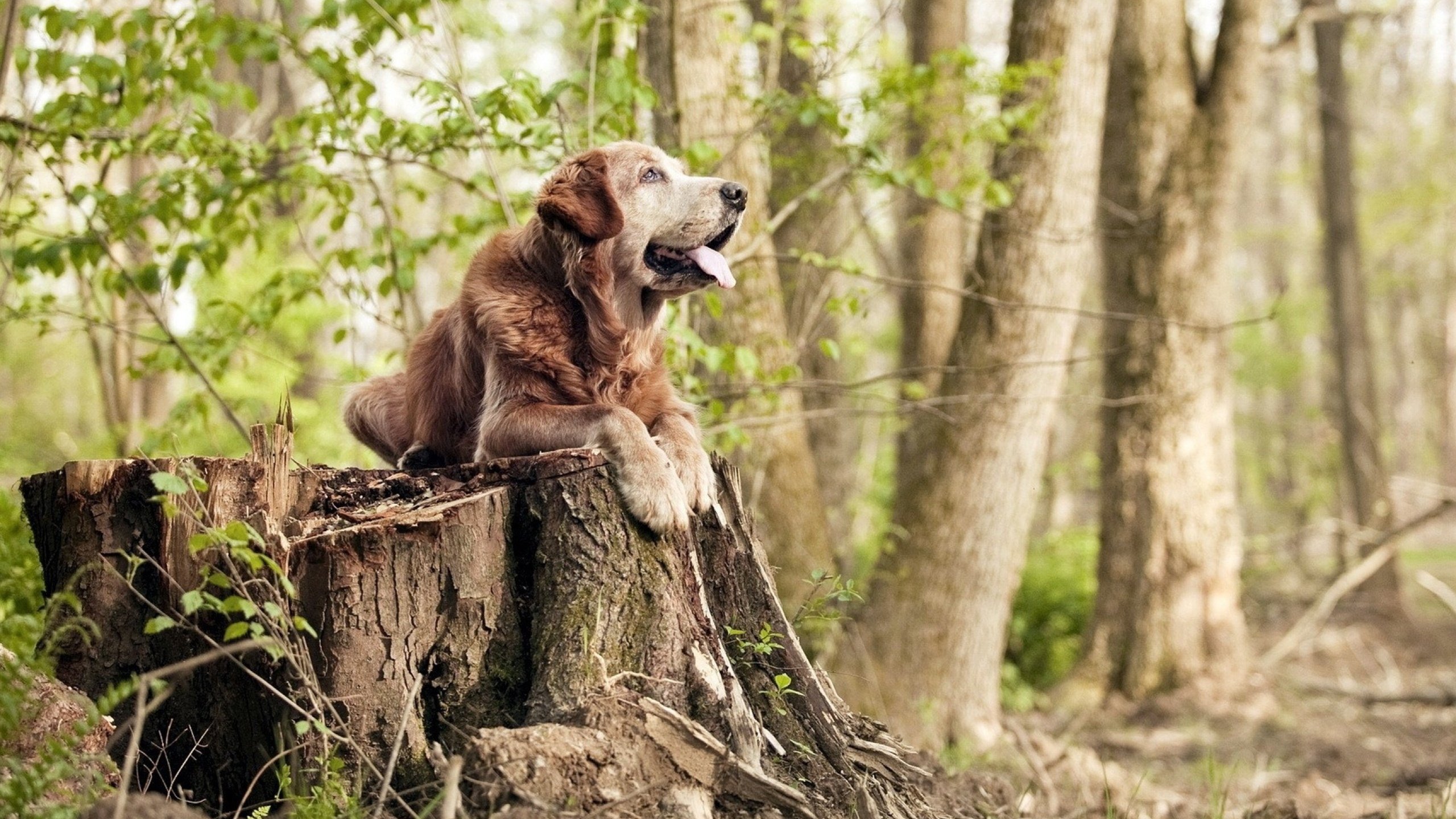 爱游戏官方-三分雨落叉烧香，郭艾伦岭南舞步掀翻布鲁克林
