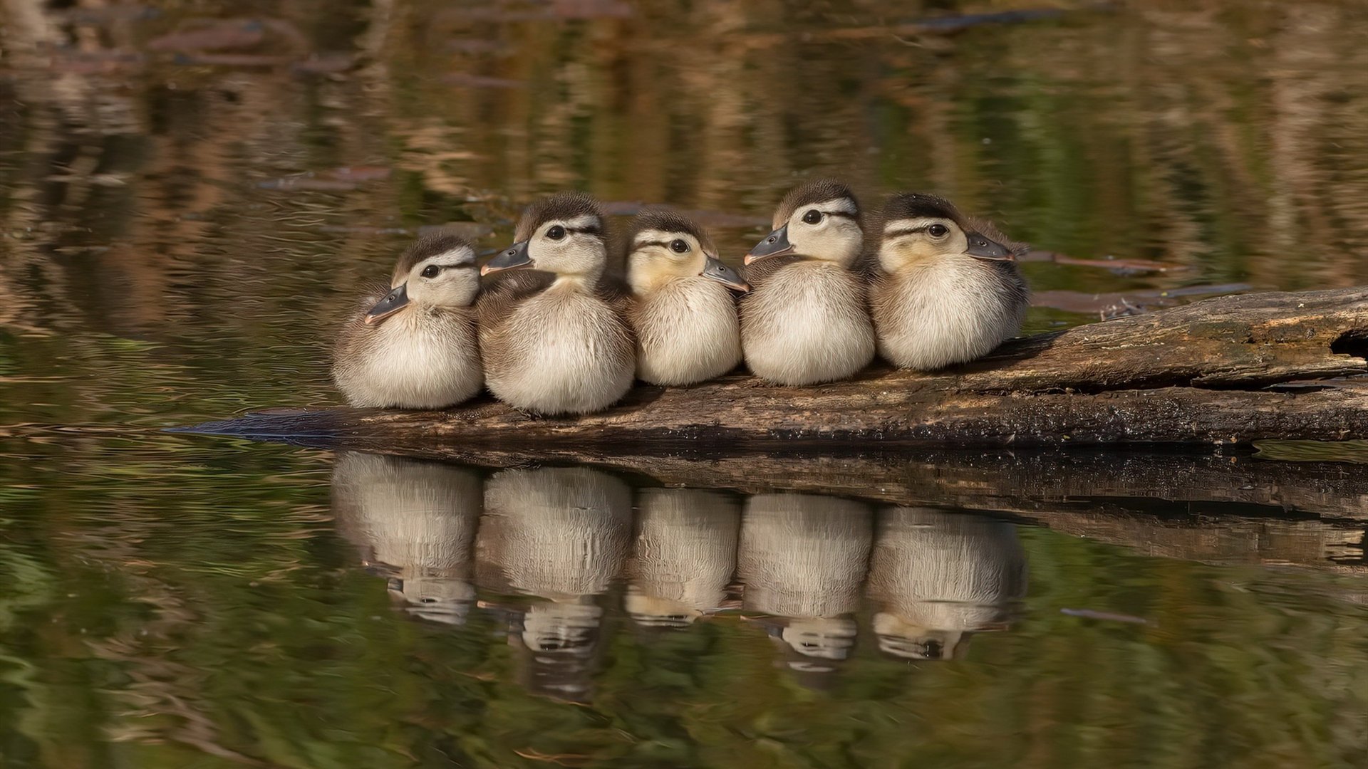 硬地王朝崛起,美网何以在新时代碾压温网?辛纳的火热状态成最佳注脚
