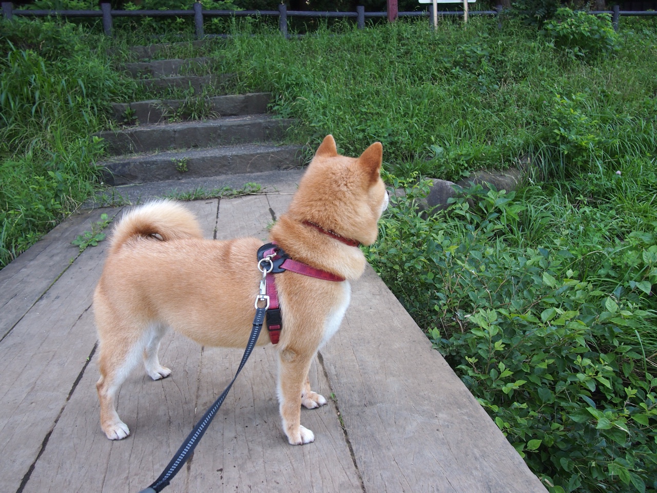 平行世界的英雄主义,当北欧铁骑力克波兰,法国刀锋正独自淬火