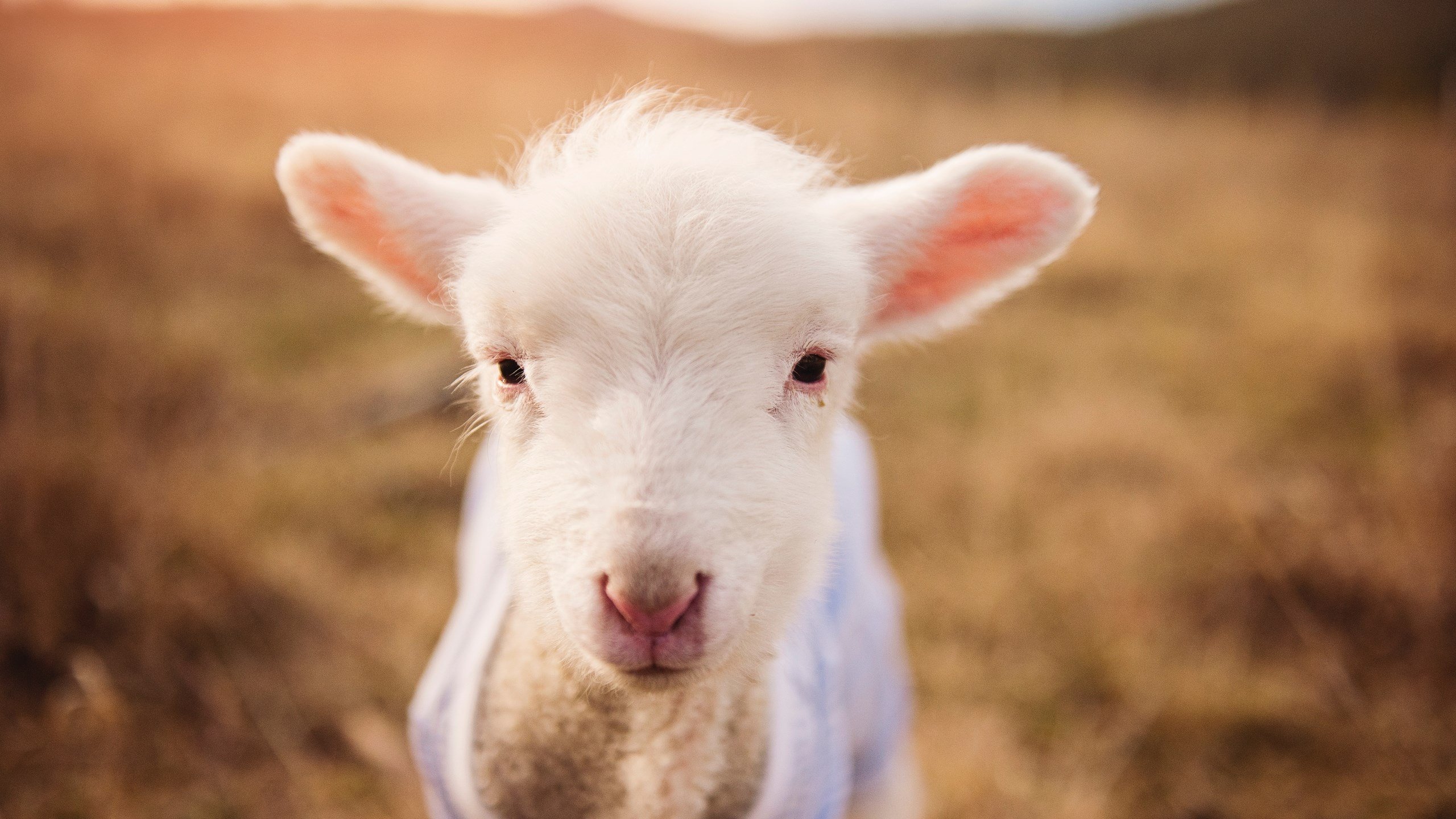 F1赛季暗涌，雷诺绝地反击，塞恩斯稳定之火如何重塑中场格局