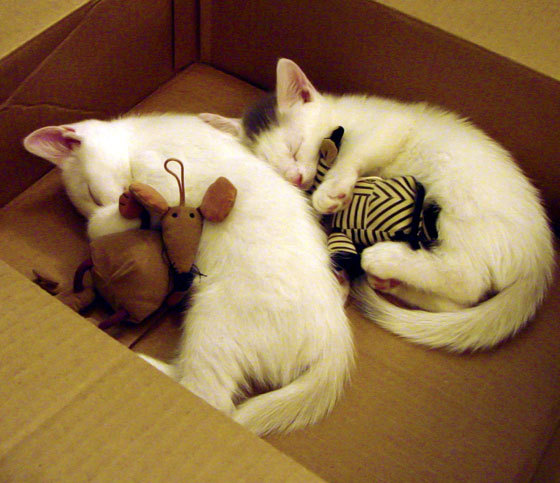 铁壁与单骑,塞维利亚在巴黎之夜的胜利与罗德里亚的荣耀