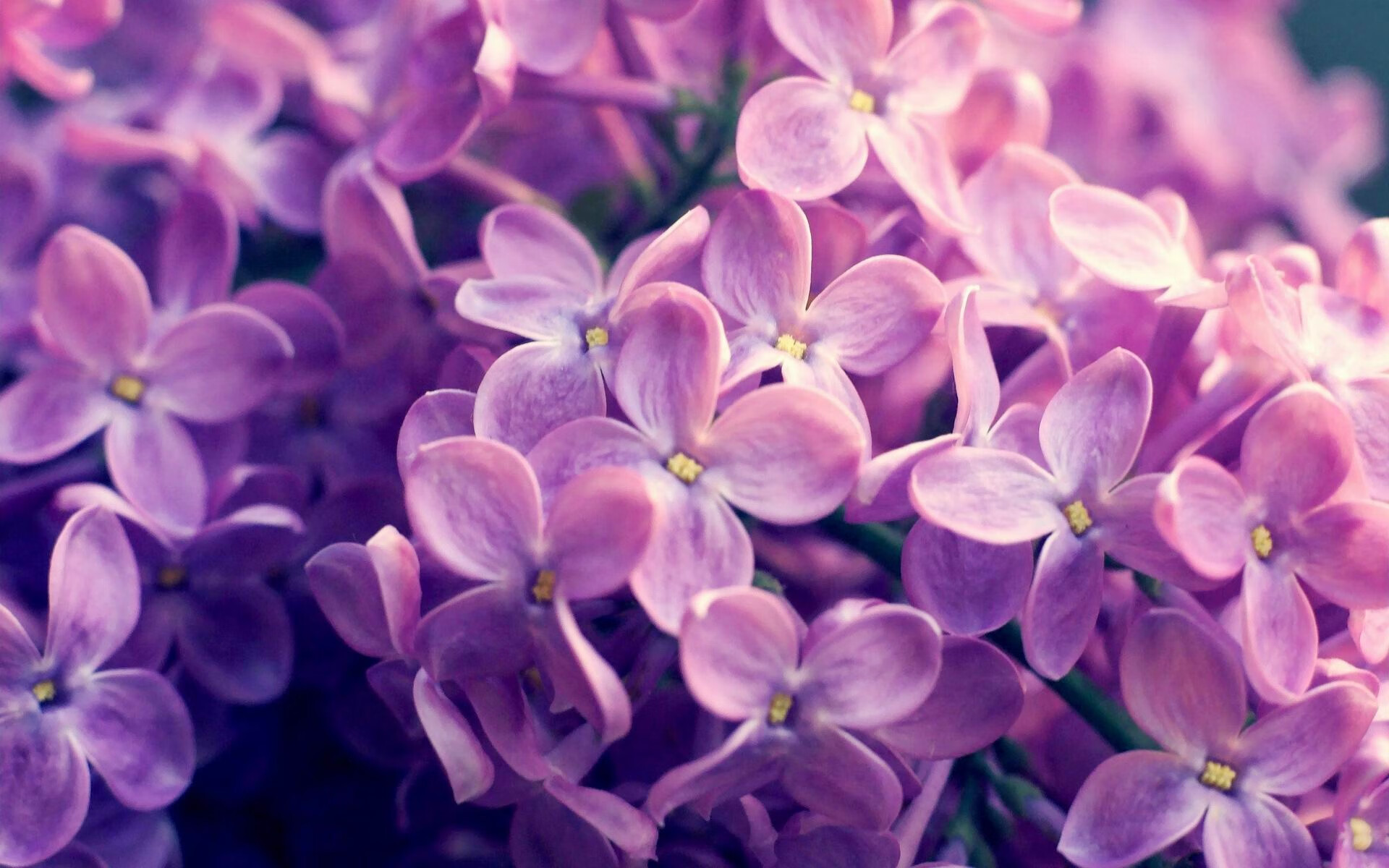 爵士与黄蜂,一场跨越体育与音乐的艺术对决