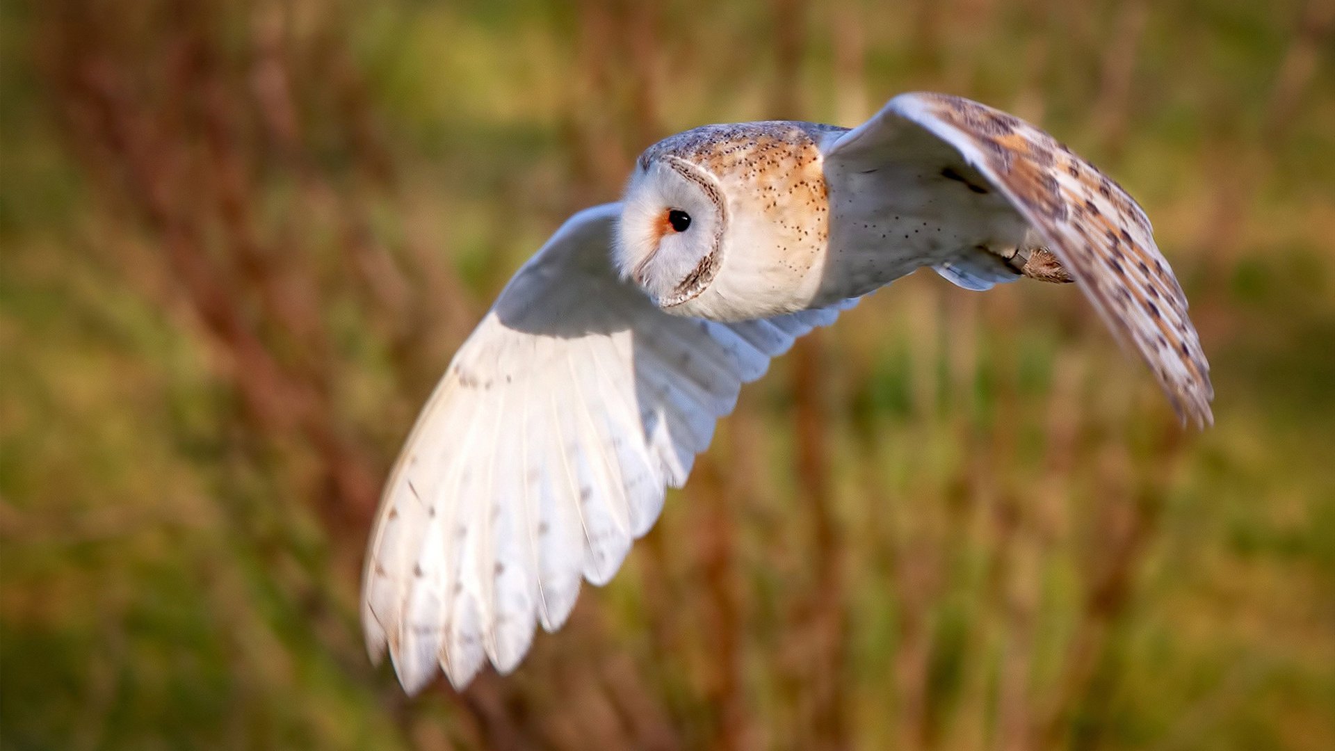刀刃般的光芒，奥斯梅恩如何在阿根廷击碎牙买加之时，成为那唯一的支点