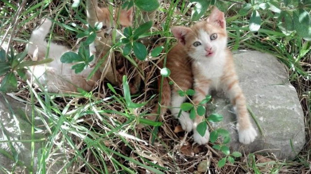 天才少年引爆战场!德国险胜莱比锡红牛背后的真正主角竟是卡马文加?