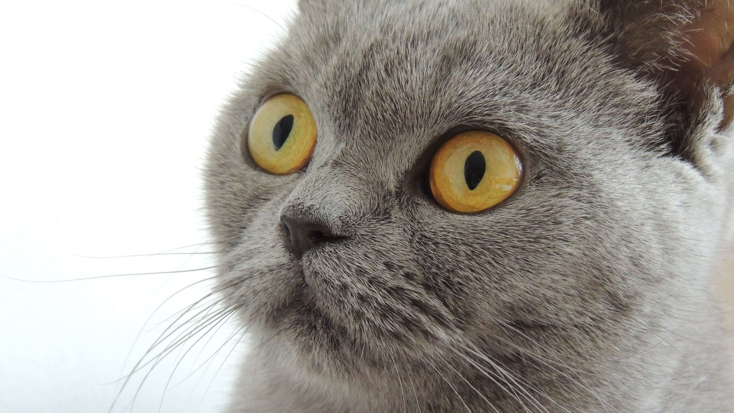 掌控节拍的人，2026世界杯之夜，帕尔默的时间诗学