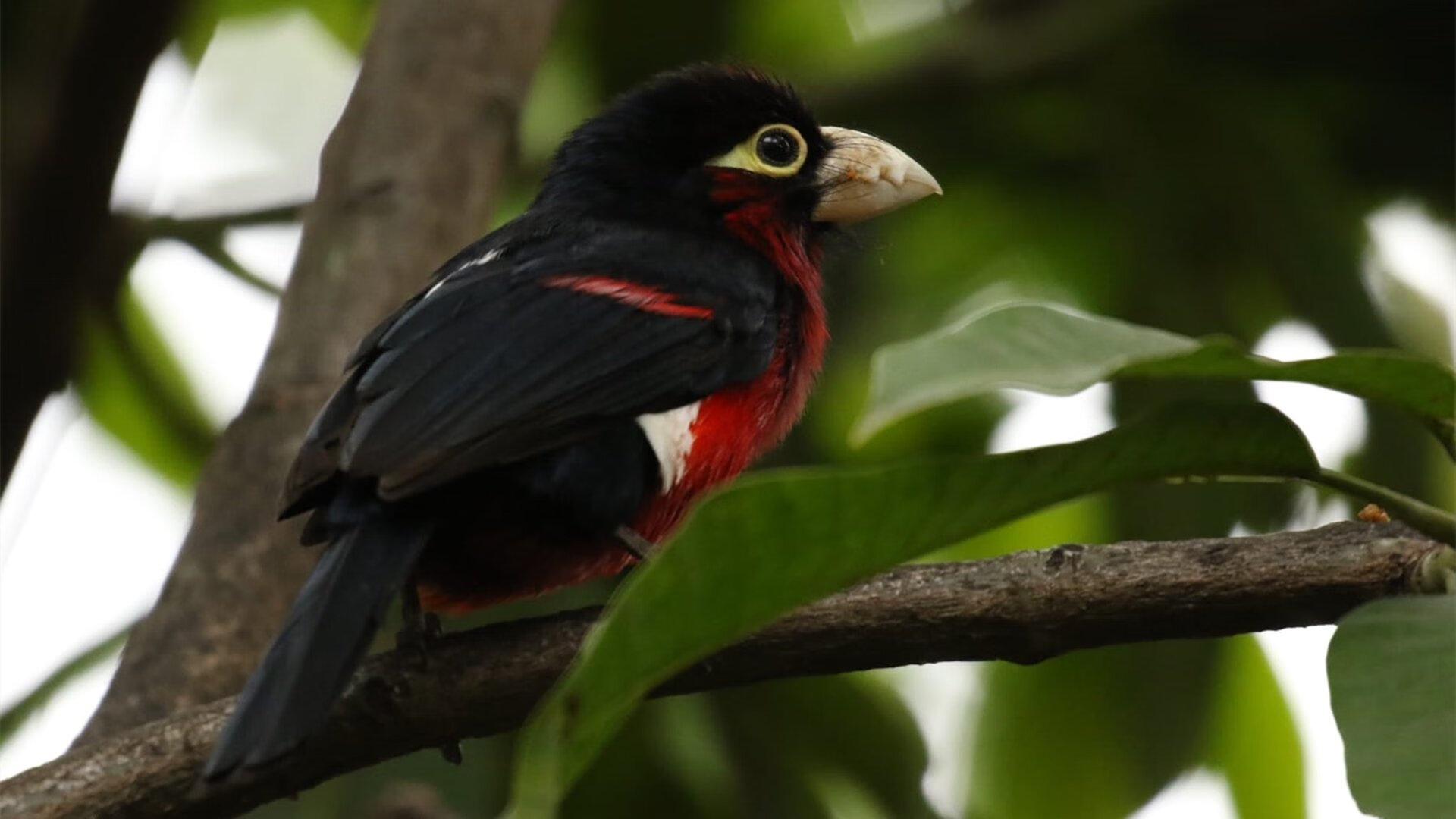雷恩钢铁防线横扫尤文,拉亚叹息之墙铸就最意外转折