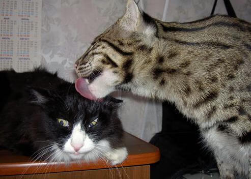 唯一性的见证，老鹰爆冷北京队与拉文欧冠半决赛的接管艺术