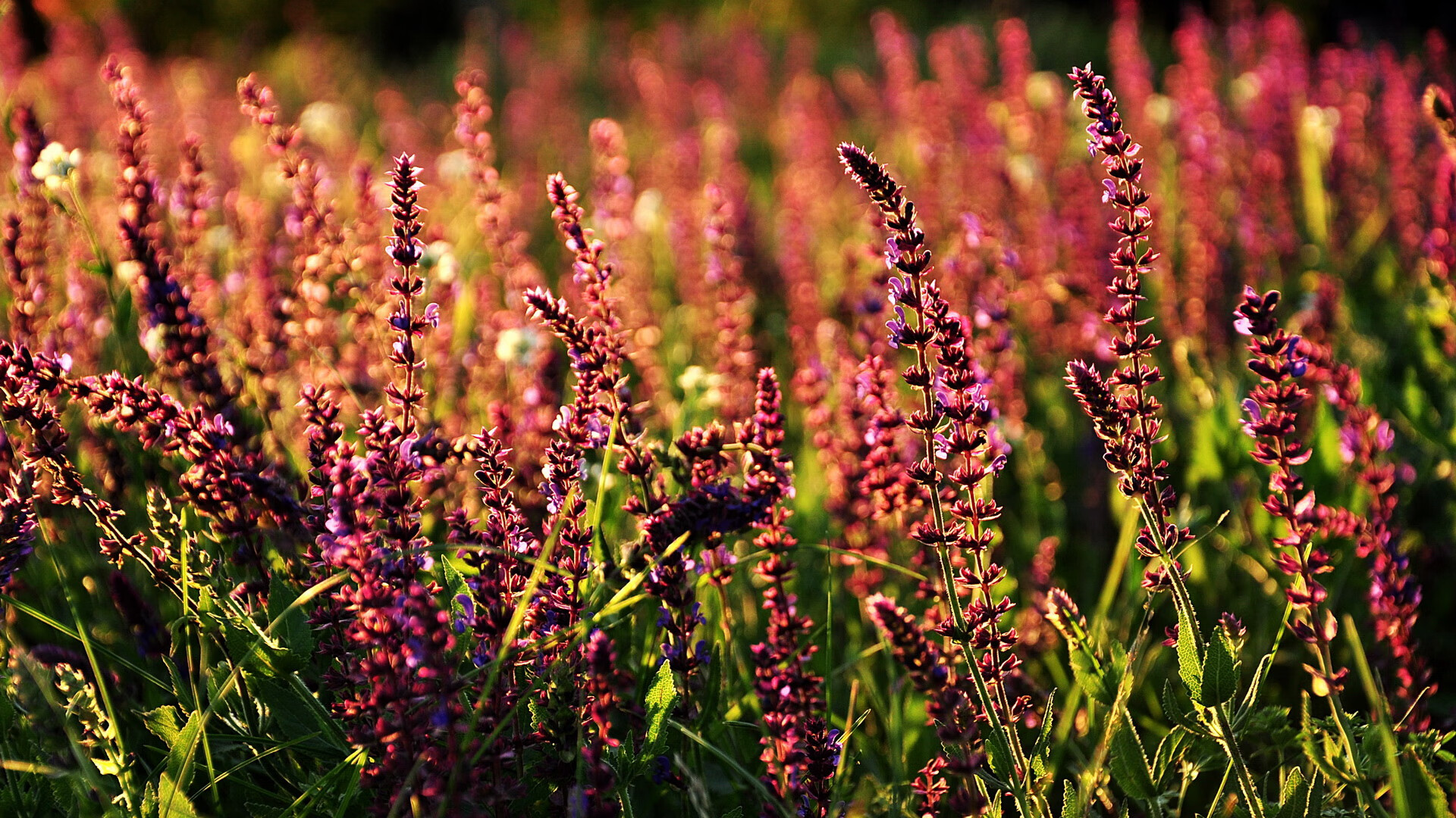 抢七棋局中唯一清醒的棋手，哈登如何将季后赛之夜调成慢放模式