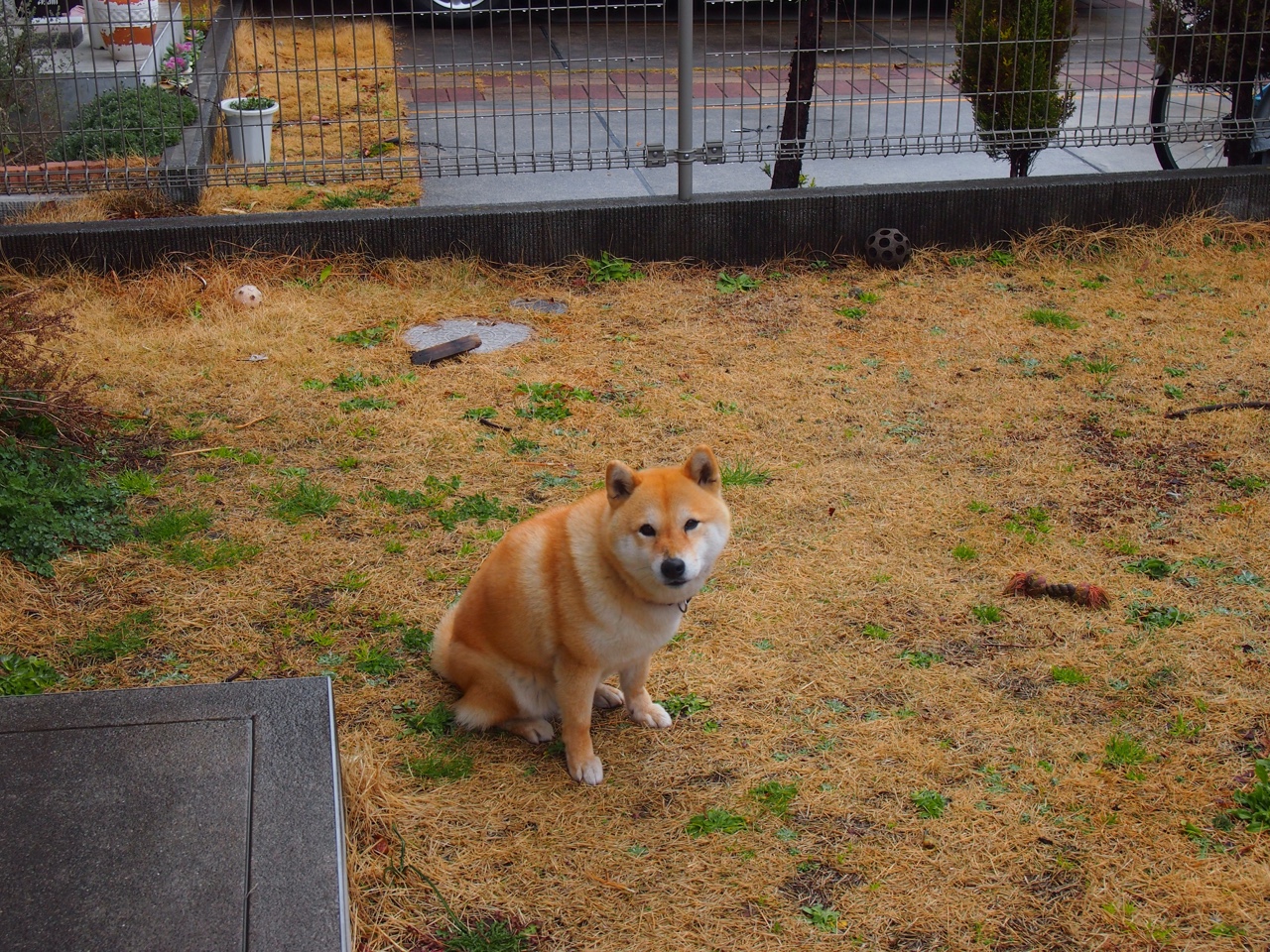 节奏牢笼与关键先生，伦纳德的沉默统治如何肢解吉林