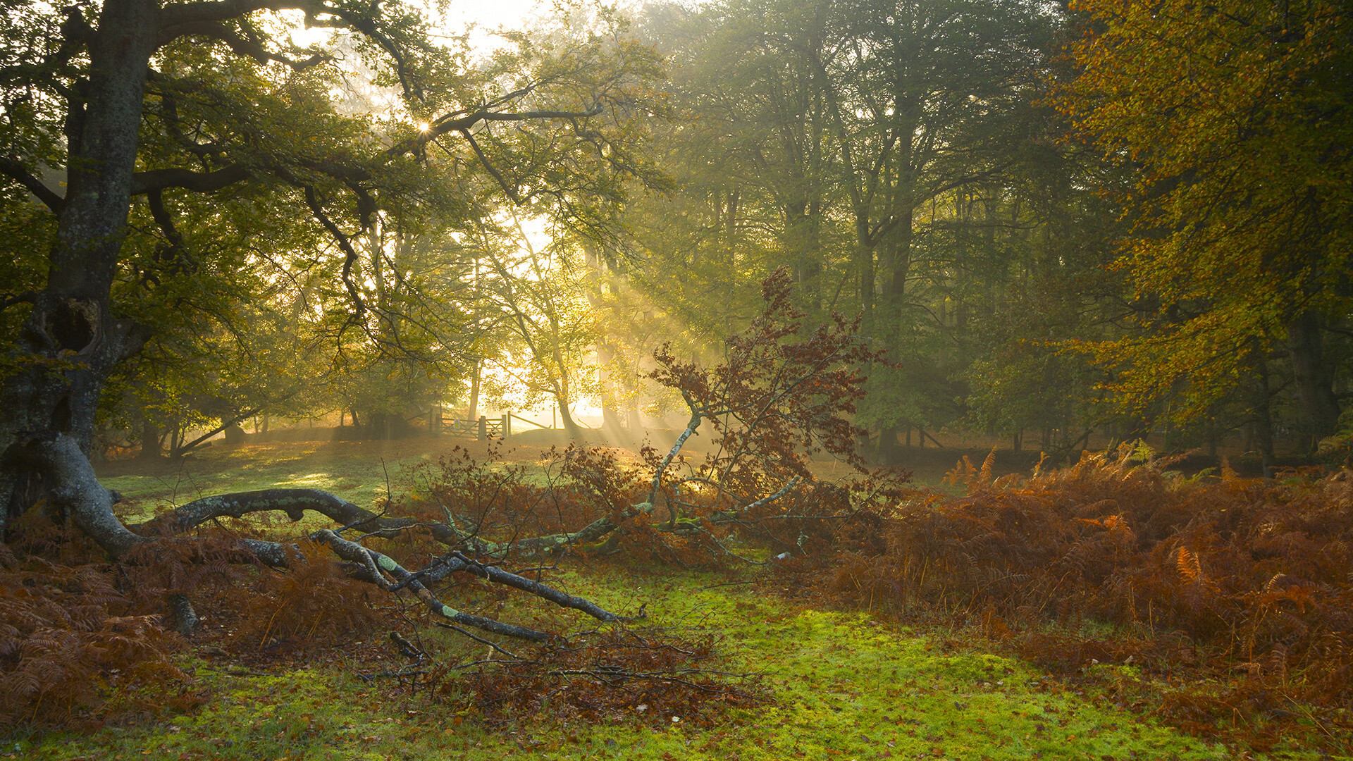 F1揭幕战变身魔术主场，班凯罗在巴林赛道接管比赛，湖人速胜凯尔特人成遥远注脚