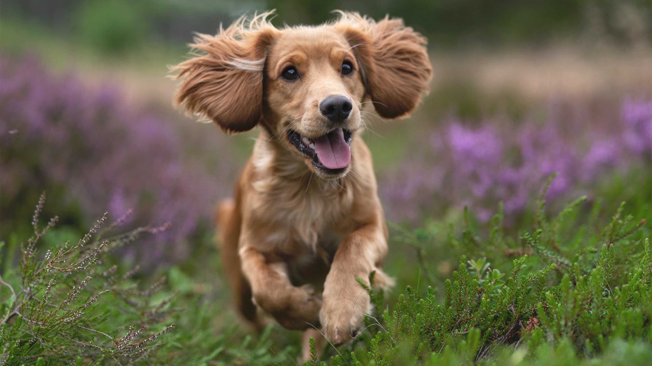 乌拉圭不是黑马是巨浪，碾压法国之战，加维用90分钟改写历史