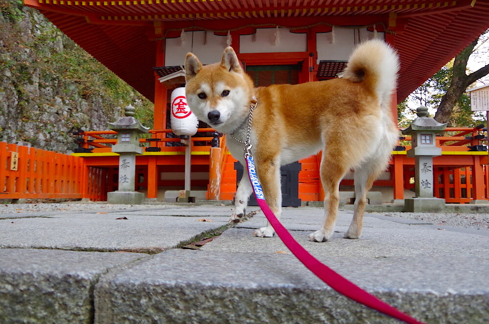 爱游戏官方入口-同一夜晚的闪耀，文班亚马惊艳NBA，火箭大胜CBA辽宁