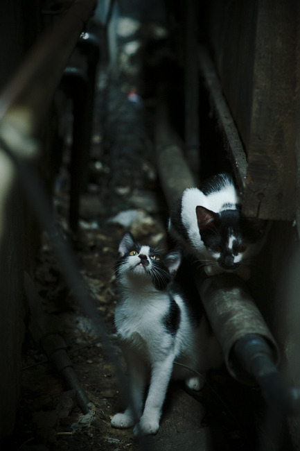 法比尼奥的王者时刻，曼城翻盘里昂背后的世界排名争夺战