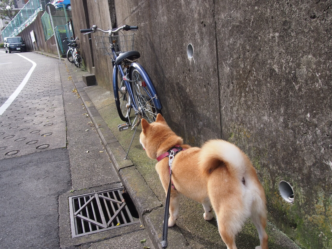 篮球巨星跨界踢国家德比，武切维奇用三分雨打爆防线