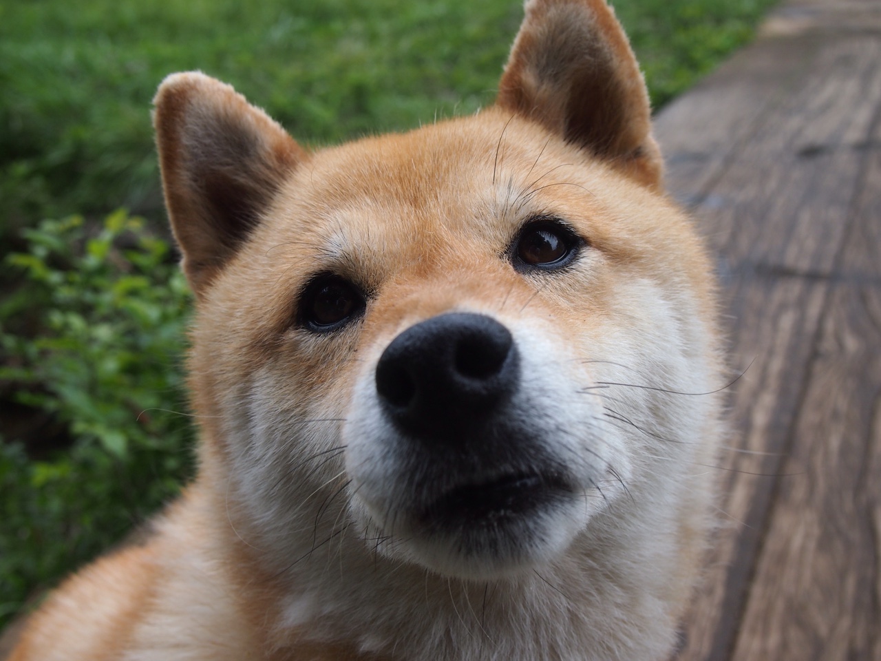 爱游戏入口-动物星球惊现跨界乱入，当鹈鹕啄伤黄蜂，德罗赞在圣西罗跳起了中投华尔兹