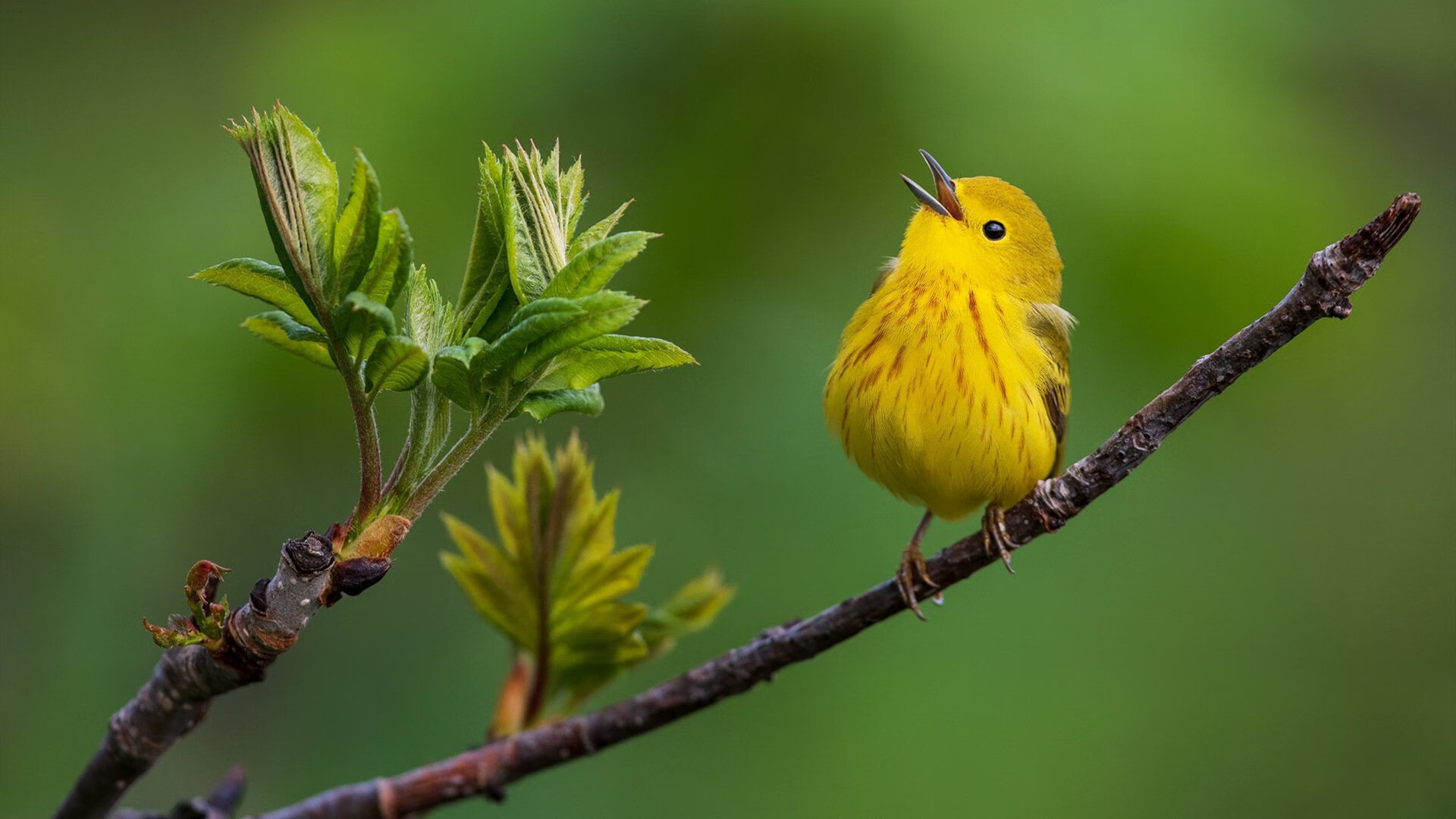 双线制胜，从伊斯坦布尔的激情到英超的窒息压力，解析瓜式曼城的双冠心境