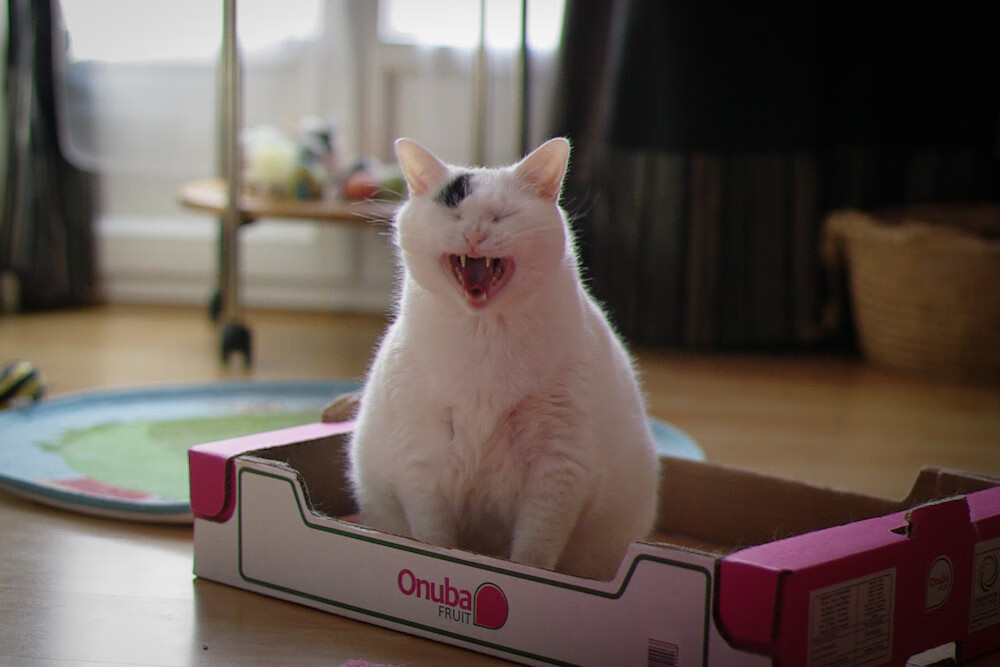 爱游戏-双线交织，从北京队力克公牛到文班亚马接管世界排名争夺战的格局之变