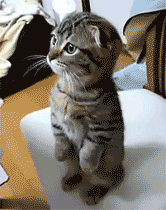 当亚洲之光遇见欧洲战车,2026世界杯F组,梅西为何成为泰德之战的隐形导演